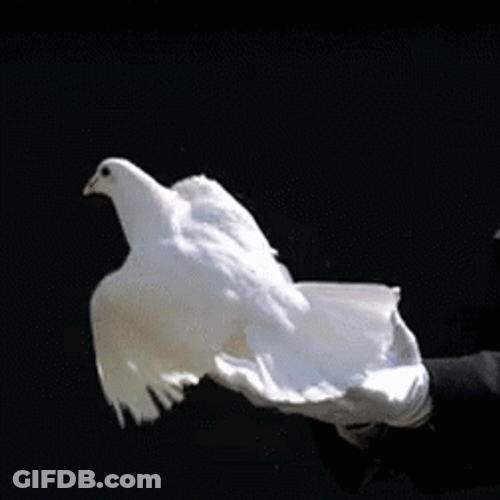 White Bird Flying GIF