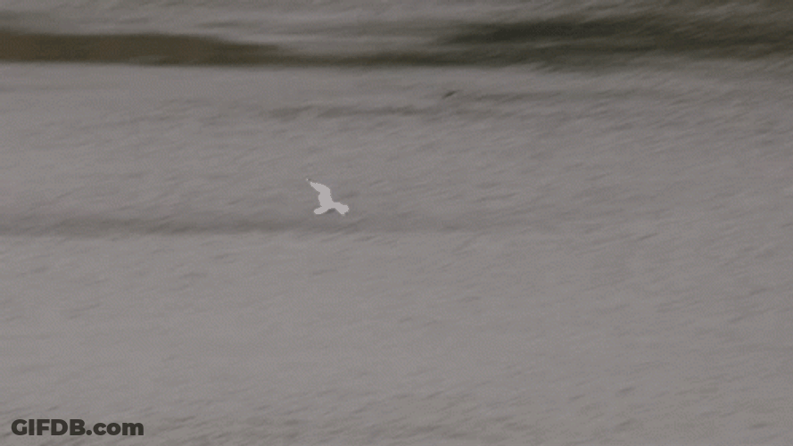 White Bird Flying GIF