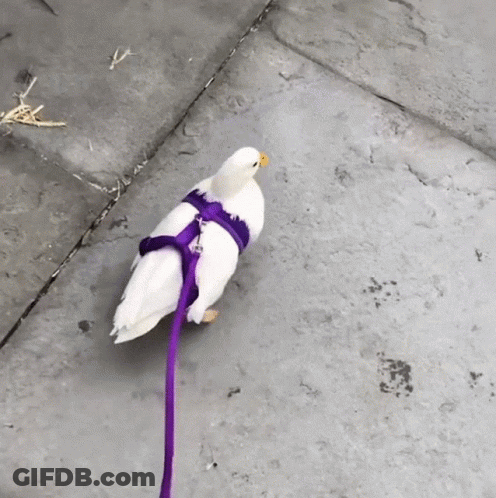 White Bird In Purple Harness Walking On Sidewalk GIF