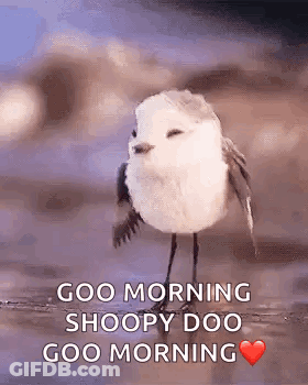 White Bird On Rock Saying Goo Morning Snoopy Doo Goo Morning GIF