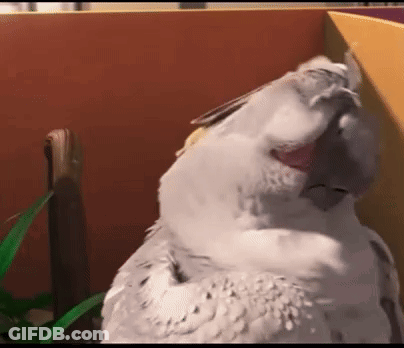 White Bird Sitting In Box With Mouth Open GIF