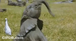 White Bird Standing Next To Black Bird In Grass GIF