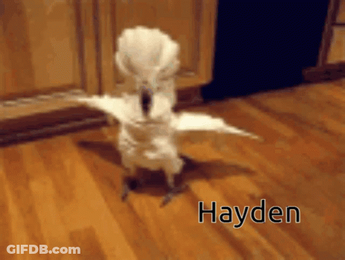 White Bird Standing On Wooden Floor Saying Hayden GIF