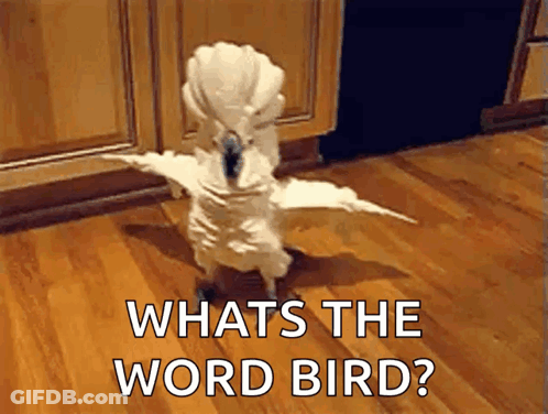 White Bird Standing On Wooden Floor Saying What's The Word GIF