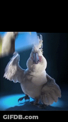 White Bird With Blue Beak Standing GIF