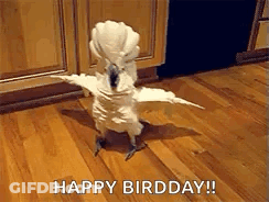 White Bird With Outstretched Wings On Wooden Floor GIF
