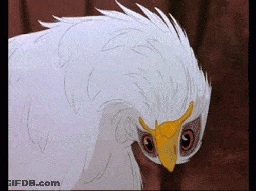 White Bird With Yellow Beak And Red Eyes GIF