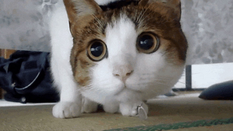 White Brown Cat Watching Something GIF