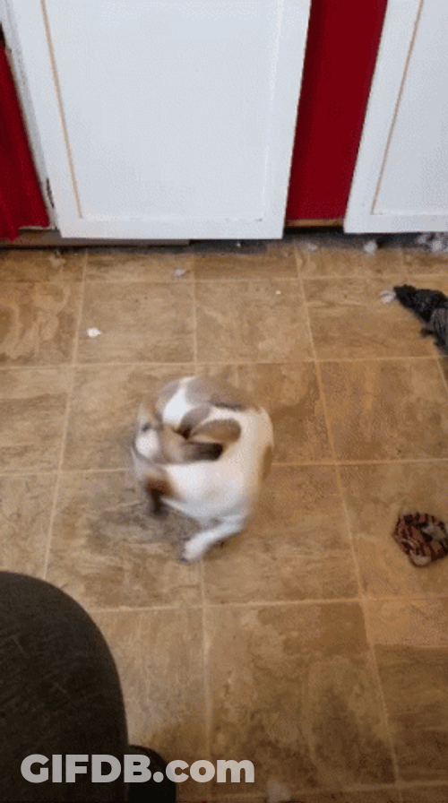 White Brown Dog Chasing Tail GIF