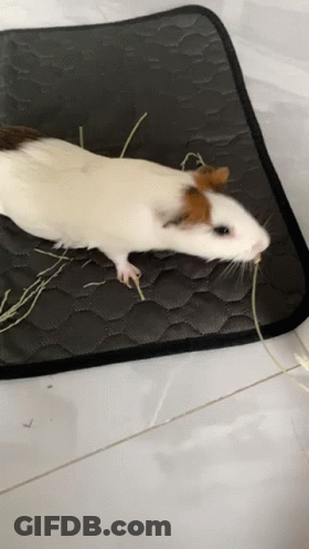 White Brown Guinea Pig Lying On Mat Eating Grass GIF