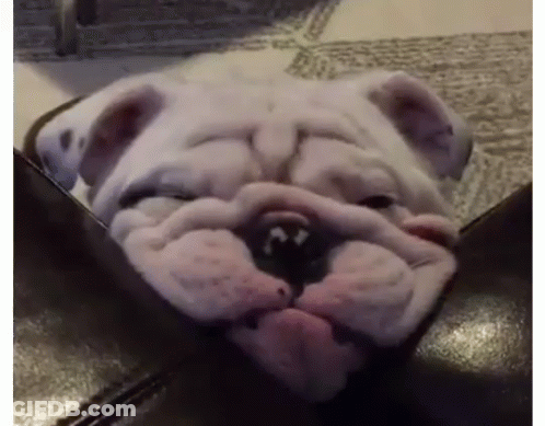 White Bulldog Laying On Black Leather Couch GIF