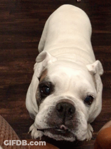 White Bulldog Laying On Wooden Floor GIF