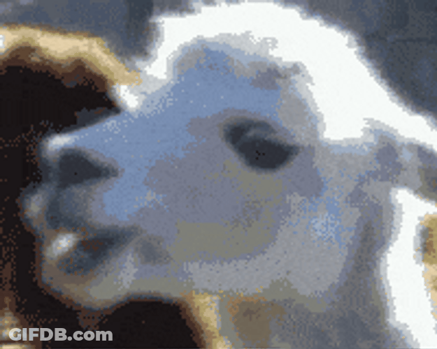 White Camel Slow Blank Stare GIF