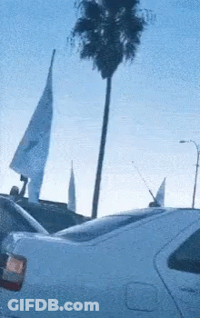 White Car Parked Near Palm Tree Blue Sky GIF