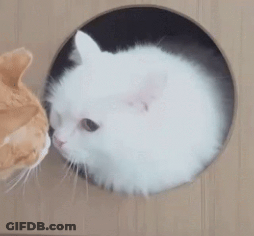 White Cat And Orange Cat Through Hole In Box GIF