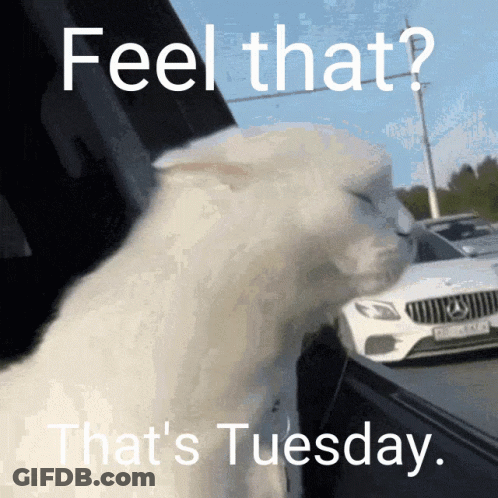 White Cat At Car Window Feel That's Tuesday GIF