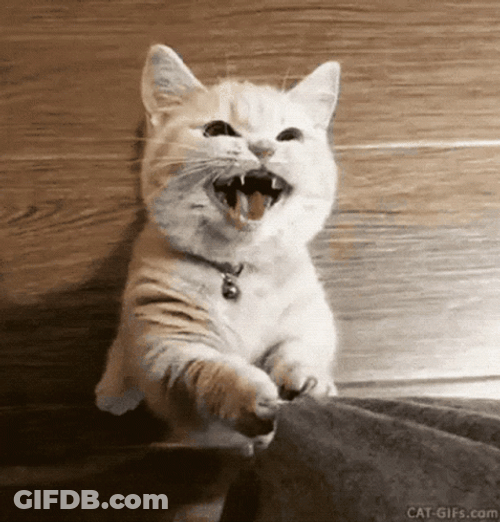 White Cat Begging Look At Me Please GIF