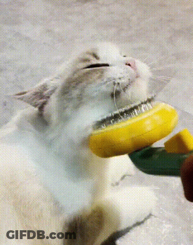 White Cat Being Brushed With Yellow Brush GIF