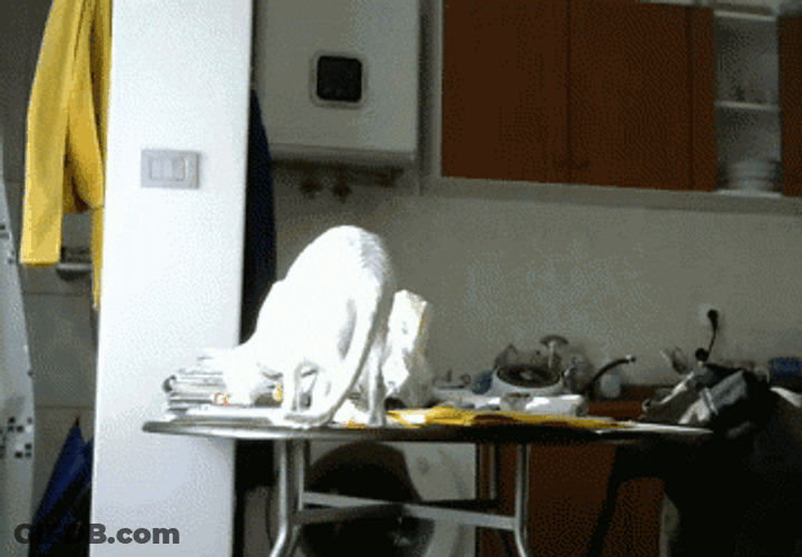 White Cat Being Destructive GIF