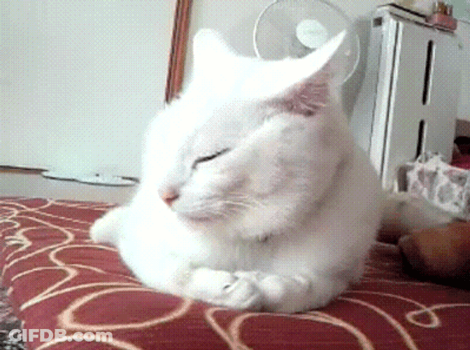 White Cat Being Shy GIF