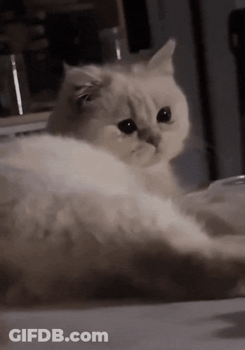 White Cat Black Eyes Laying Looking At Camera GIF