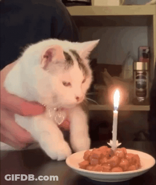 White Cat Blowing Birthday Cake GIF