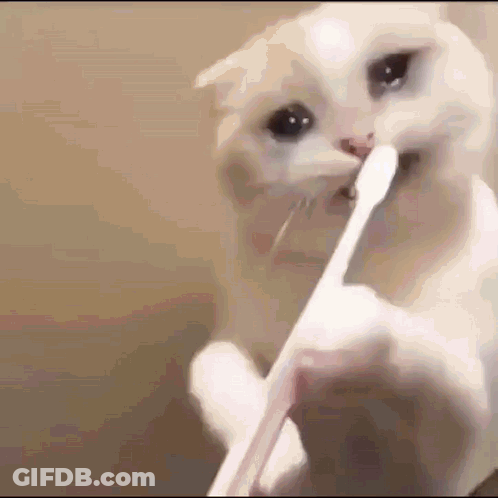 White Cat Brushing Teeth With Toothbrush GIF