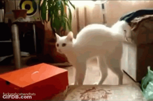 White Cat By Orange Box Fuckyeahcatsandtats GIF