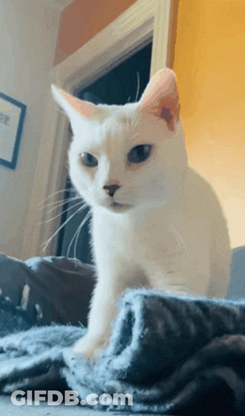 White Cat Calming Itself GIF