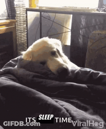 White Cat Car Window Air Crackles With Freedom GIF
