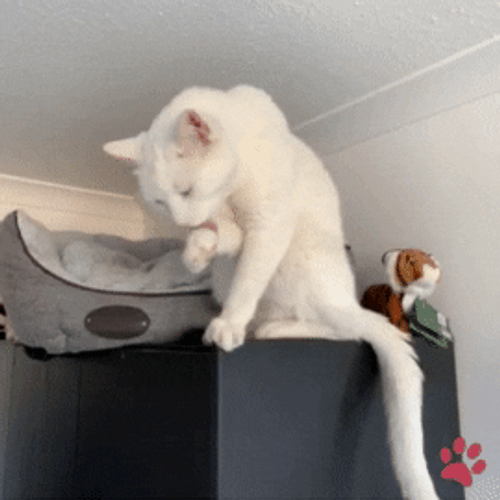 White Cat Cleaning Itself GIF