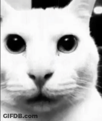 White Cat Close Up Black And White GIF