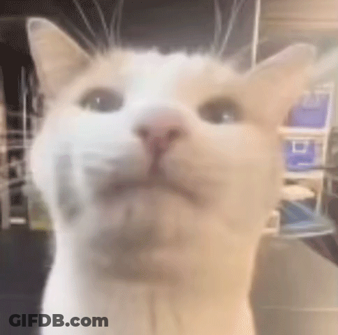 White Cat Close Up Looking At Camera GIF