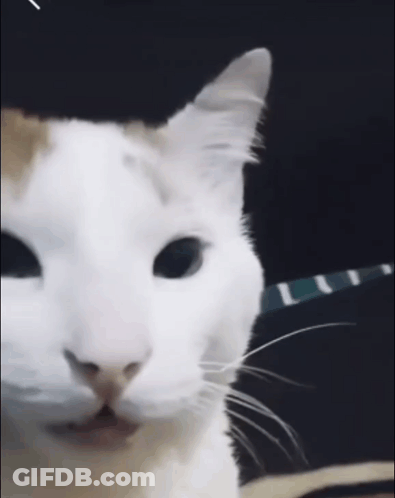 White Cat Close Up With Blue Collar GIF
