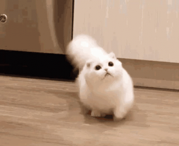 White Cat Cute Walking GIF