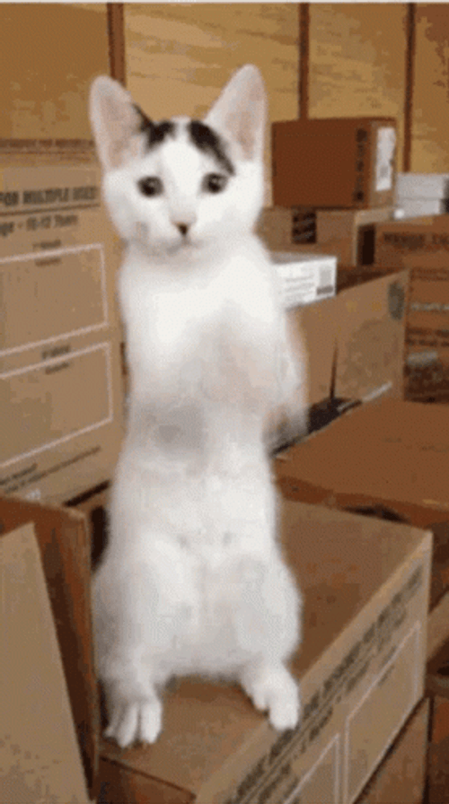 White Cat Dancing Boxes Funny Meme GIF