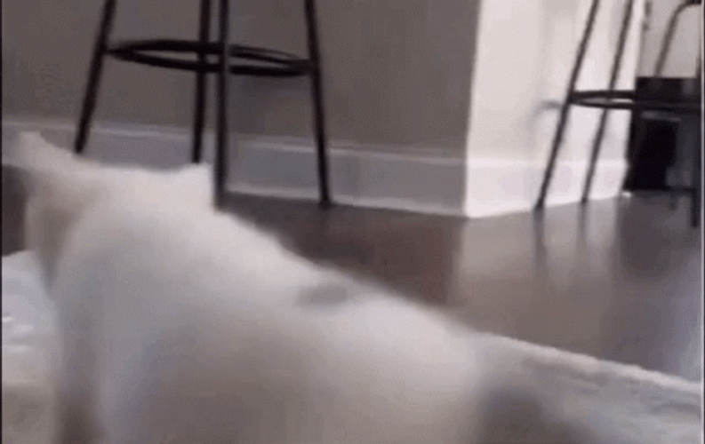 White Cat Dancing Cute Wiggle Bum GIF
