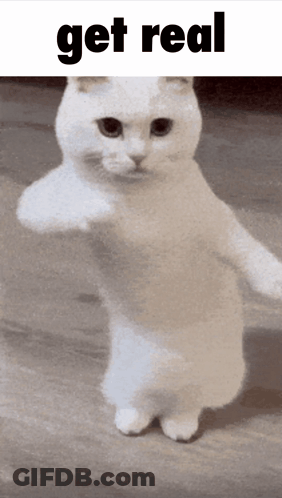 White Cat Dancing Get Real GIF