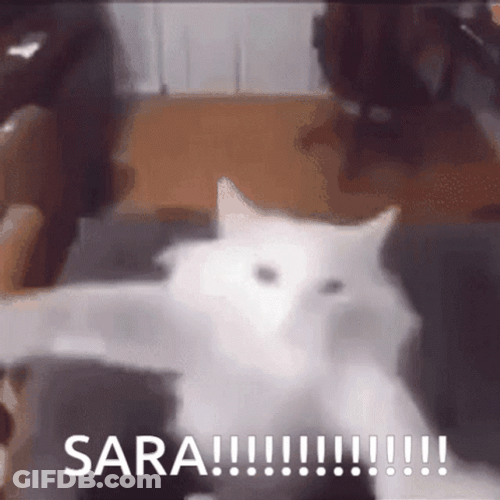 White Cat Dancing Meme GIF