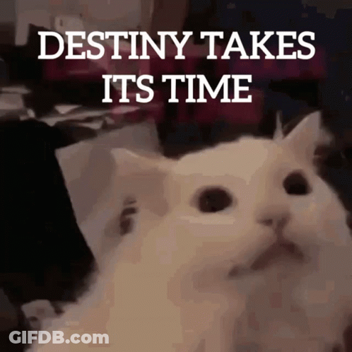 White Cat Destiny Takes Its Time GIF
