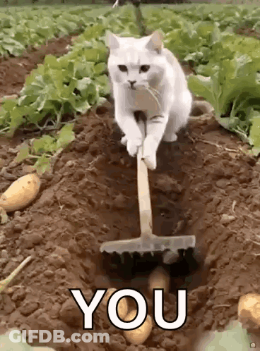 White Cat Digging Potatoes GIF