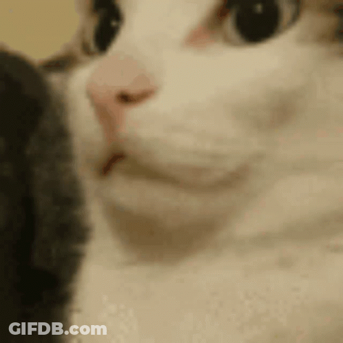 White Cat Face Close Up GIF