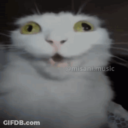 White Cat Face With Misani Music GIF