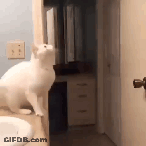 White Cat Fail Jump GIF