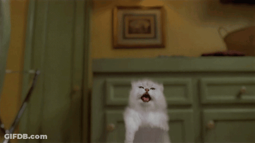 White Cat Flying With Mouth Open GIF