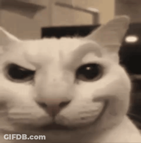 White Cat Funny Face Black And White GIF