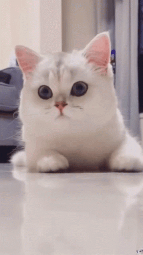 White Cat Getting Hype Expression GIF
