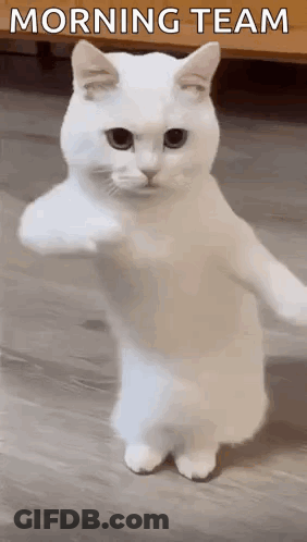 White Cat Giving Fist Bump GIF