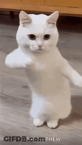 White Cat Giving Fist Bump GIF