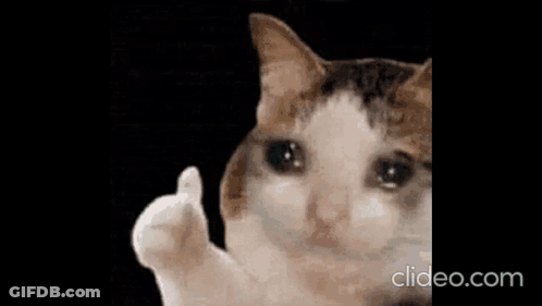 White Cat Giving Thumbs Up GIF